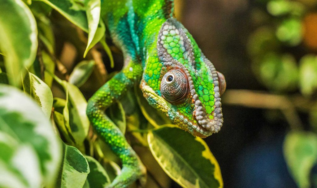 Chameleon